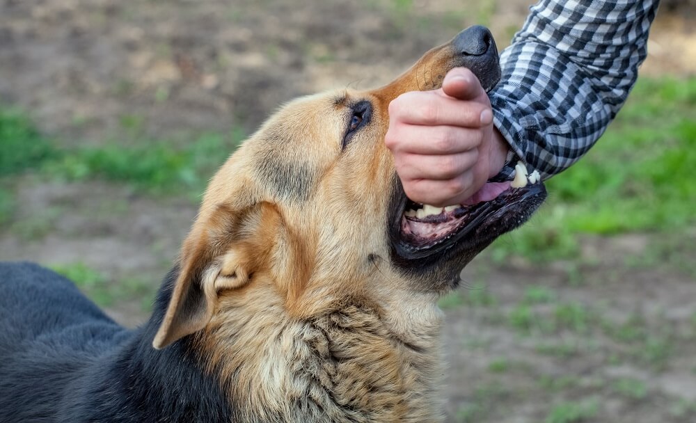 Aggressive dog biting arm of a stranger.