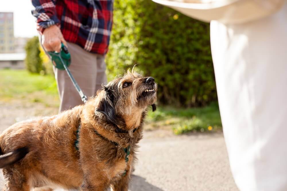 Overprotective dog barking on the stranger.